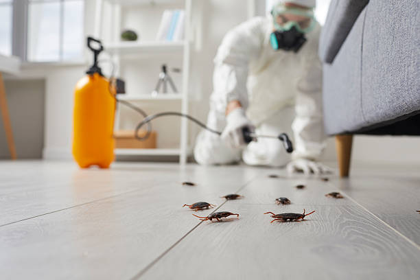 Post-Treatment Bed Bug Interceptor Monitoring in Old Bethpage